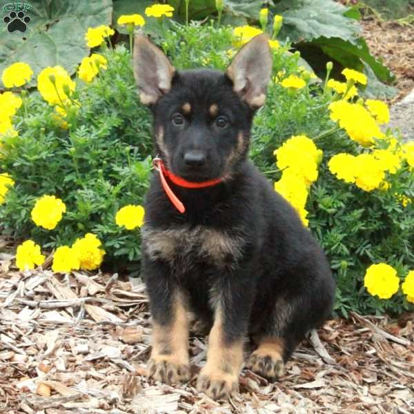 Destiny, German Shepherd Puppy