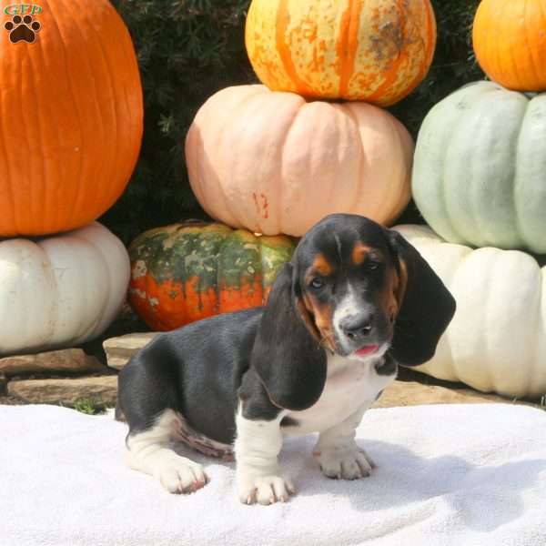 Devan, Basset Hound Puppy