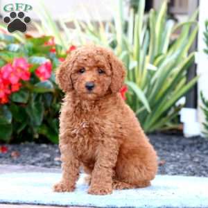 Devon, Miniature Poodle Puppy