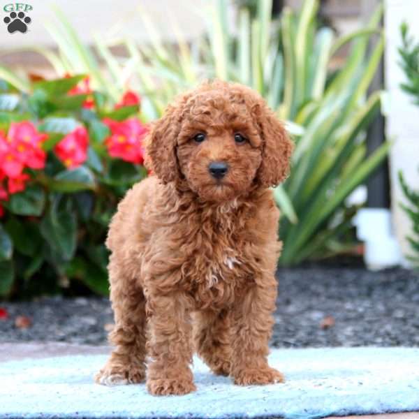 Devon, Miniature Poodle Puppy