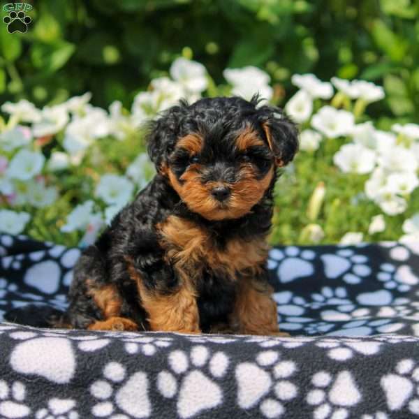 Dez, Yorkie Poo Puppy