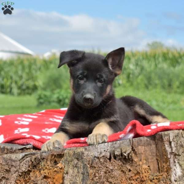 Diamond, German Shepherd Puppy