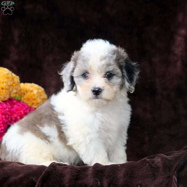 Dick, Shih-Poo Puppy