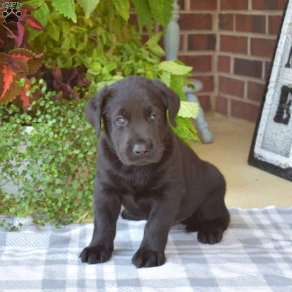 Diesel, Black Labrador Retriever Puppy