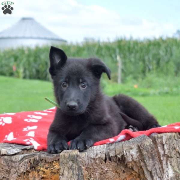 Diesel, German Shepherd Puppy