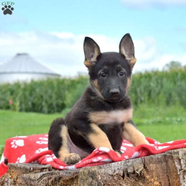 Diva, German Shepherd Puppy