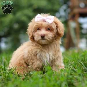 Dixie, Maltipoo Puppy