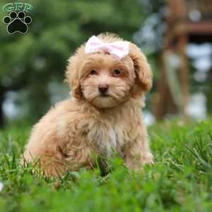 Dixie, Maltipoo Puppy