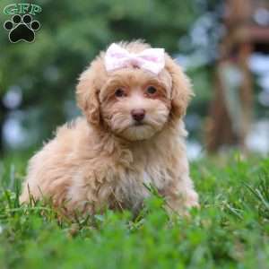 Dixie, Maltipoo Puppy