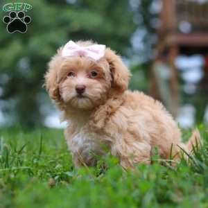 Dixie, Maltipoo Puppy