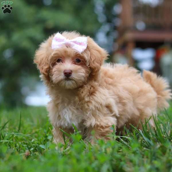 Dixie, Maltipoo Puppy