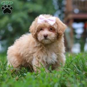 Dixie, Maltipoo Puppy