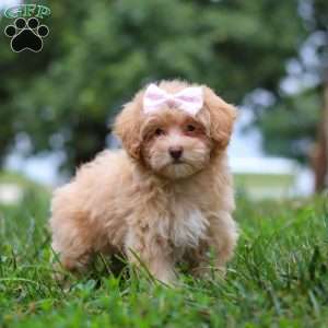 Dixie, Maltipoo Puppy