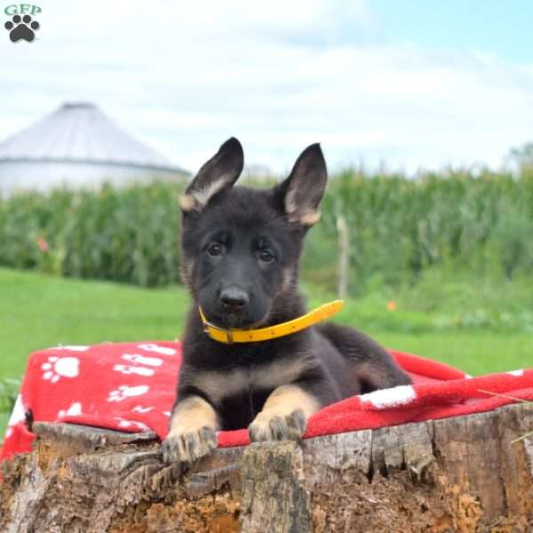 Dixie, German Shepherd Puppy