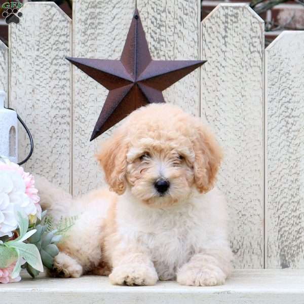 Dixie, Mini Labradoodle Puppy