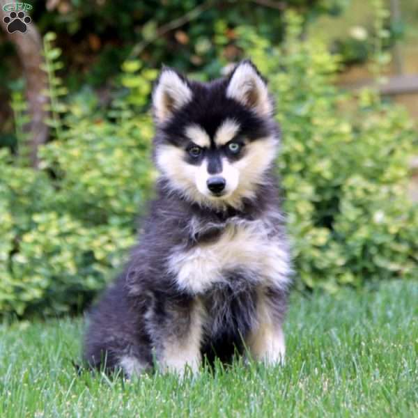 Dixie, Pomsky Puppy