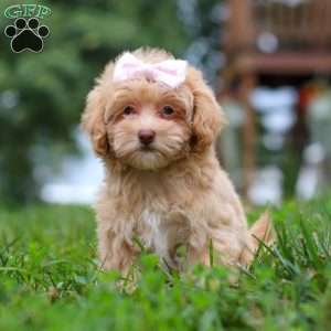 Dixie, Maltipoo Puppy