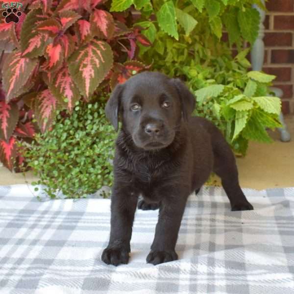 Dodger, Black Labrador Retriever Puppy