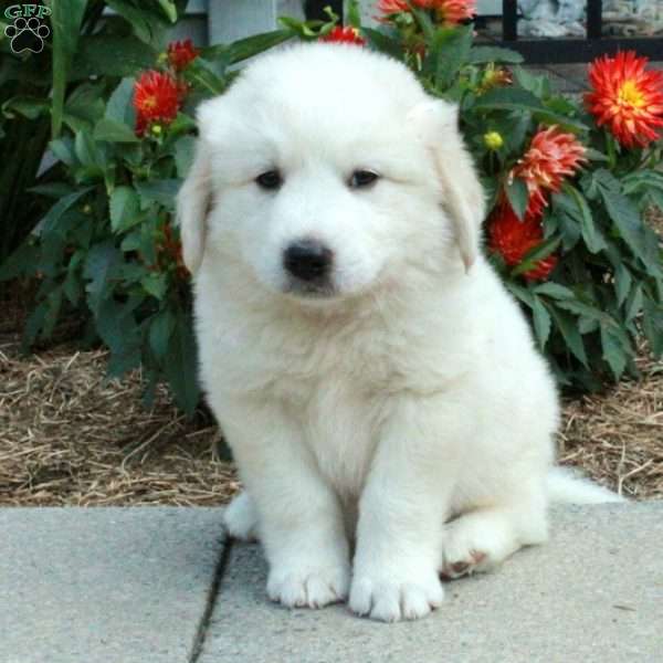 Dodger, Great Pyrenees Puppy