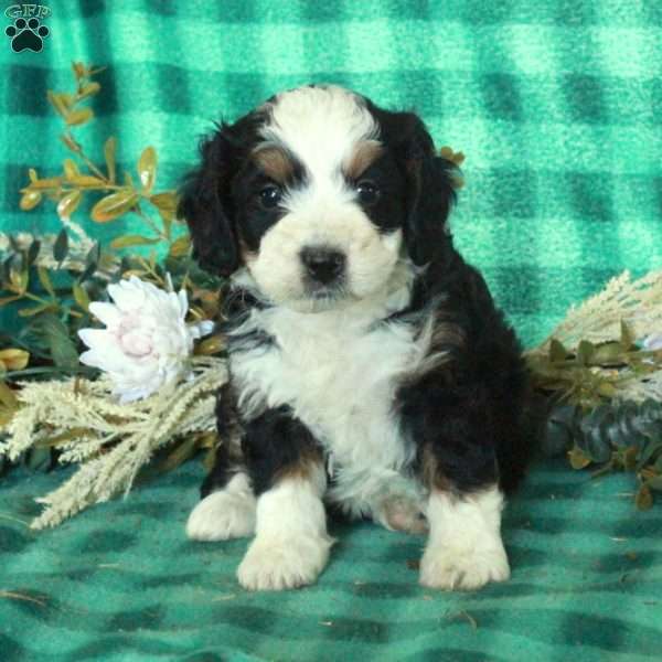 Dodi, Mini Bernedoodle Puppy