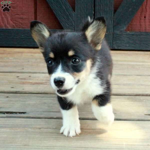 Dolly, Pembroke Welsh Corgi Puppy