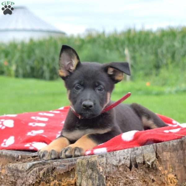 Dolly, German Shepherd Puppy