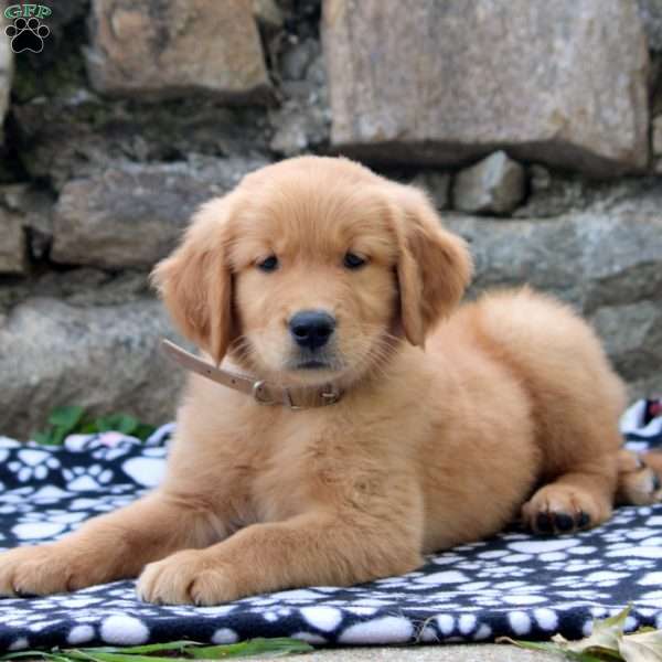 Dominic, Golden Retriever Puppy