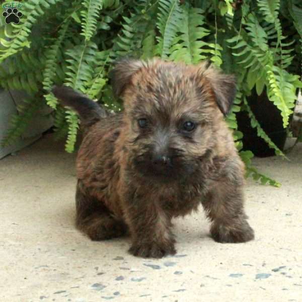 Dominic, Cairn Terrier Puppy