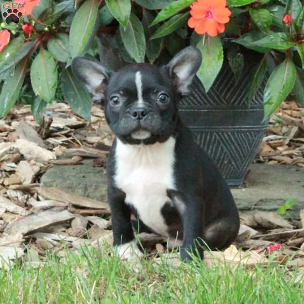 Domino, Boston Terrier Puppy