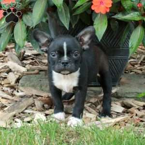 Domino, Boston Terrier Puppy