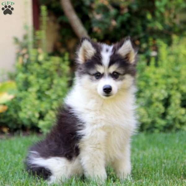 Donnie, Pomsky Puppy