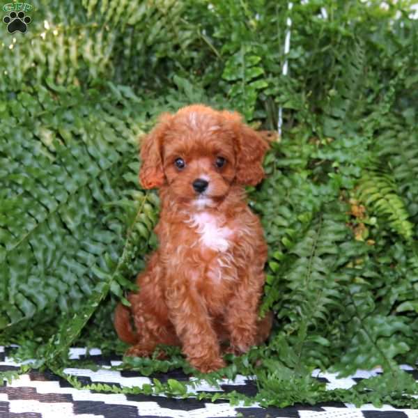 Donnie, Cavapoo Puppy