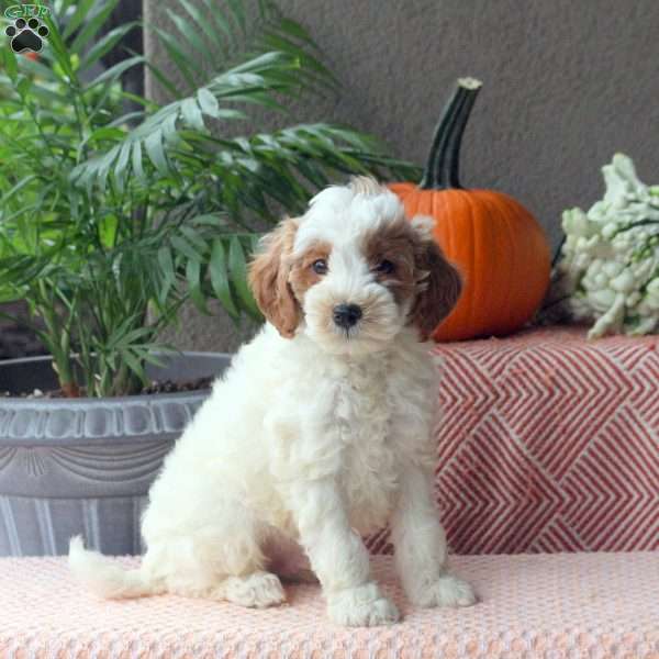 Donny, Mini Goldendoodle Puppy