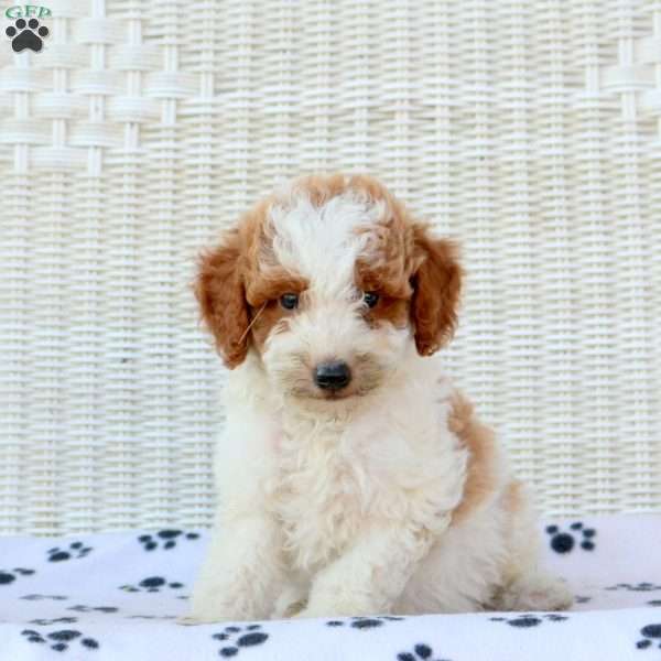 Donny, Mini Goldendoodle Puppy