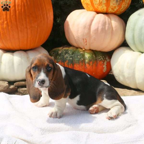 Dora, Basset Hound Puppy