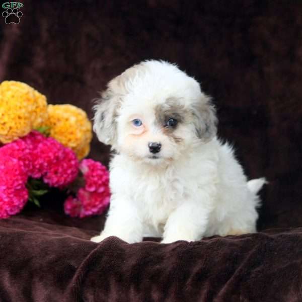 Dorcas, Shih-Poo Puppy