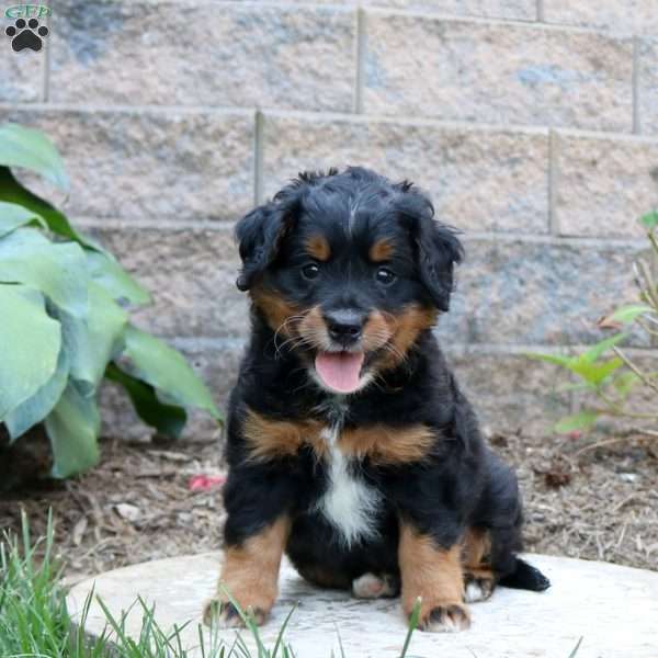 Dorian, Mini Bernedoodle Puppy