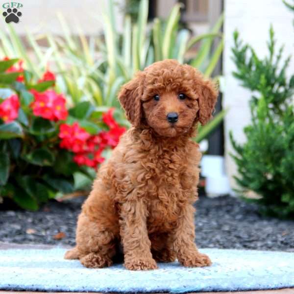 Doris, Miniature Poodle Puppy