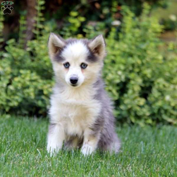 Doris, Pomsky Puppy