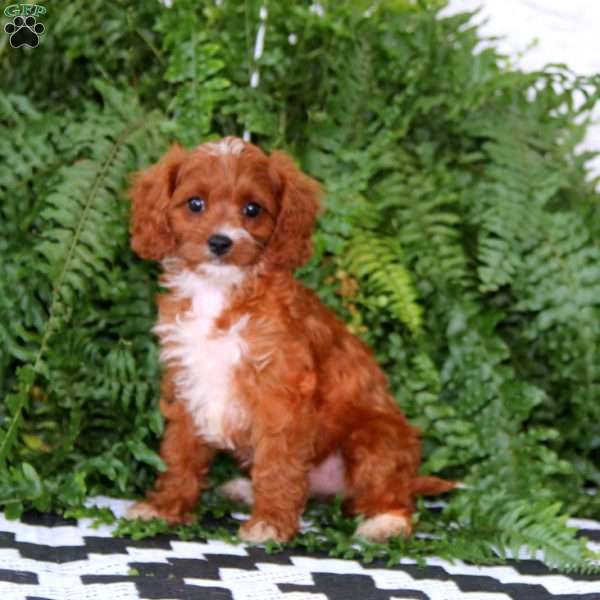 Doris, Cavapoo Puppy