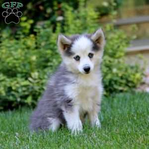 Doris, Pomsky Puppy