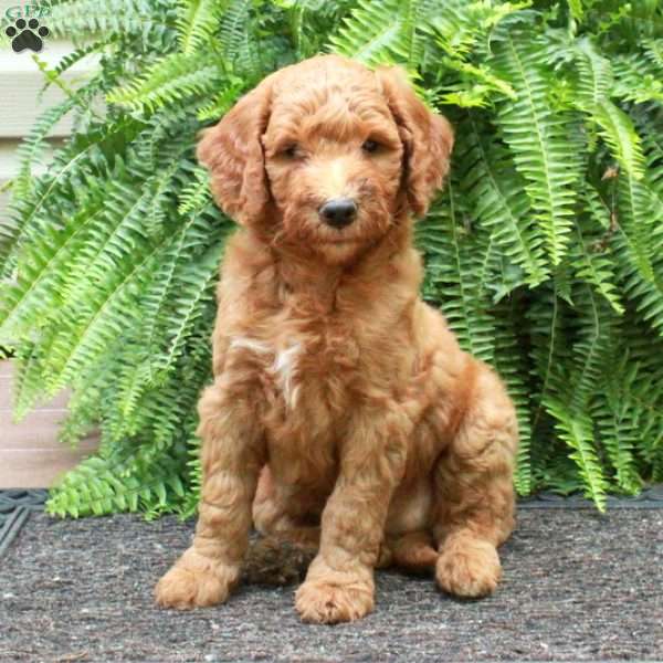 Dorothy, Goldendoodle Puppy