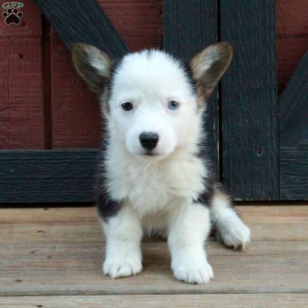 Dottie, Pembroke Welsh Corgi Puppy