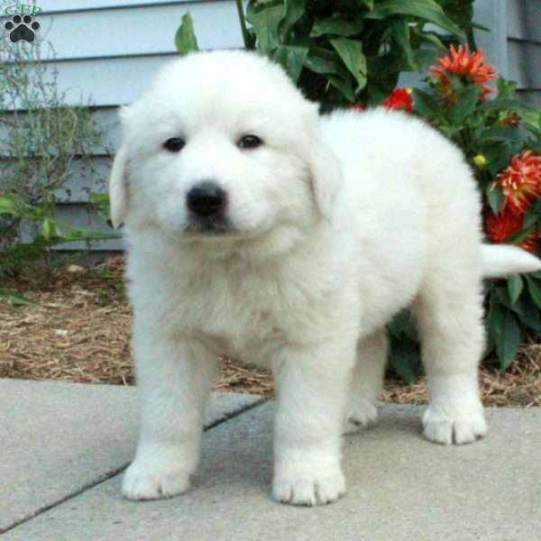 Dover, Great Pyrenees Puppy