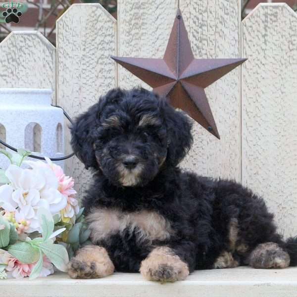 Dozer, Mini Labradoodle Puppy