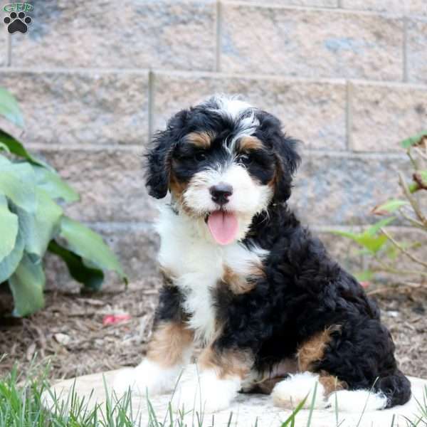 Drake, Mini Bernedoodle Puppy