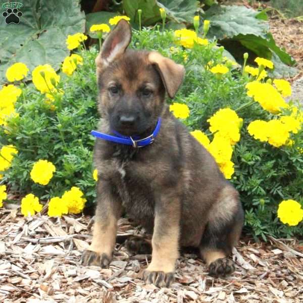 Dreamer, German Shepherd Puppy