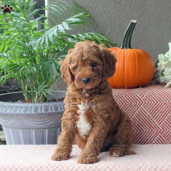 Drew, Mini Goldendoodle Puppy