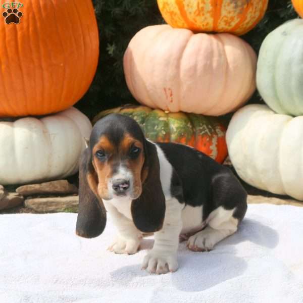 Drew, Basset Hound Puppy