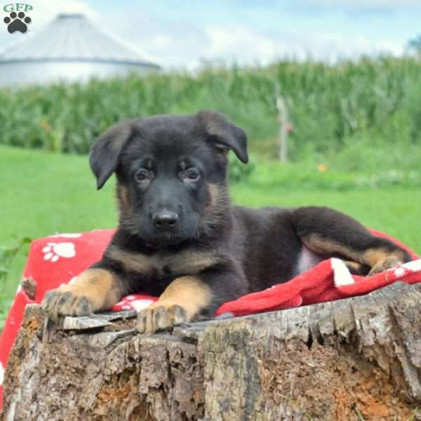 Drummer, German Shepherd Puppy